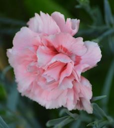 Allwood Pinks, Modern Pinks Doris