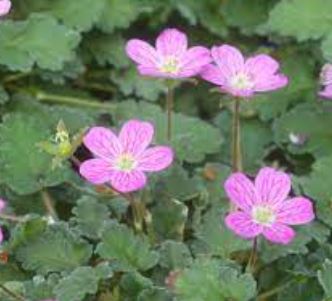 Erodium, Alpine Geranium, Cranesbill, Storksbill Charm