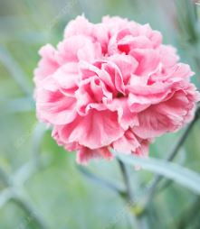 Dianthus, Carnation Pinks Chabaud Mix