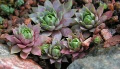 Houseleek, Hen-and-Chickens, Old Man and Woman, Roof House Leek 'Lilac Time'