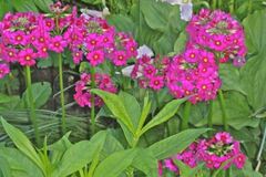 Primula, Japanese Cowslip, Japanese Primrose, Queen of Primroses 'Miller's Crimson'