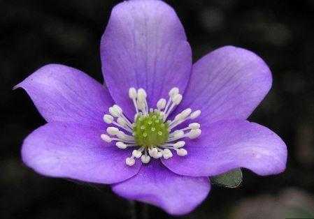 Anemone, Liverleaf, Liverwort, Roundlobe Hepatica Col Andorra