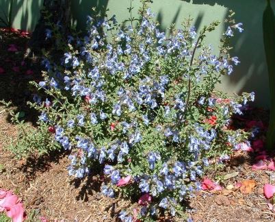 Salvia Species, Wildesalie, Wild Sage
