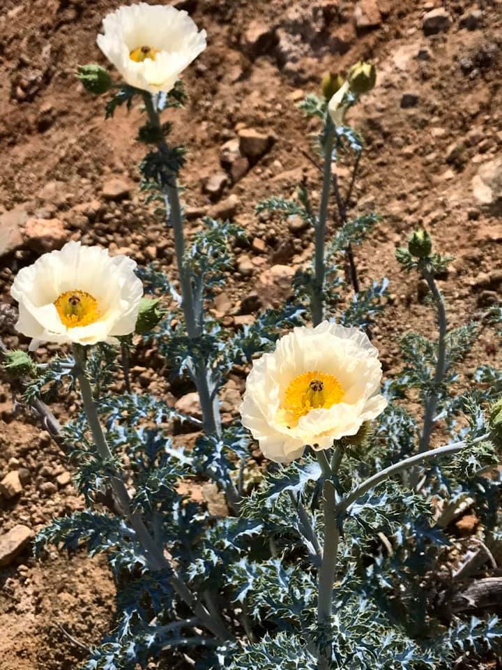 Argemone Species, Cardo Santo, Holy Cardoon