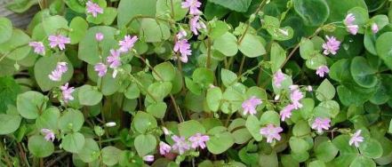 Claytonia Species, Siberian Miners-Lettuce, Candy Flower, Siberian Spring-Beauty