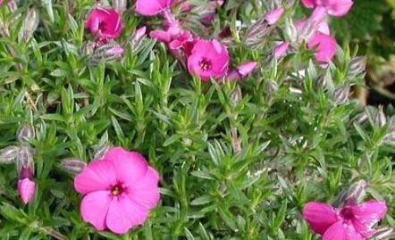 Cushion Phlox, Creeping Phlox, Moss Phlox Foxy Lady