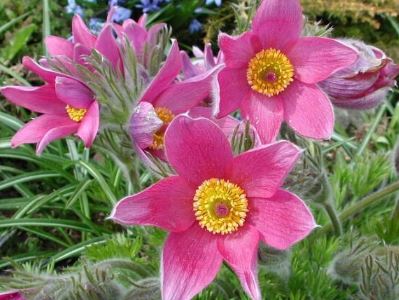 Pasque Flower Rosea