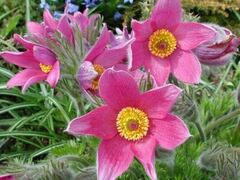 Pasque Flower 'Rosea'