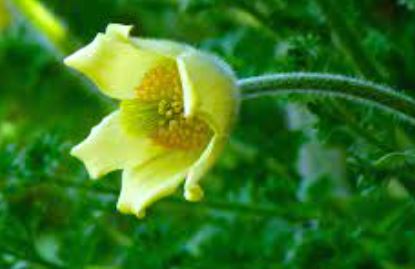 Pulsatilla, Anemone, Albania Pasque-flower Lutea