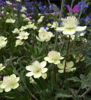 Platystemon Species, California Creamcups, Cream Cups