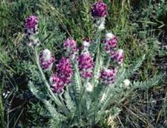Oxytropis Species, Showy Locoweed