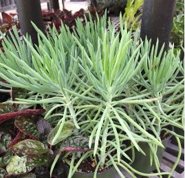 Senecio Kilimanjaro