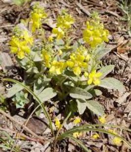 Species, Wild Verbascum, Dwarf Mullein
