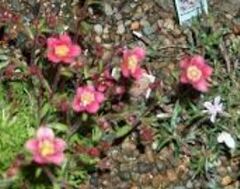 Saxifraga Species, Mossy Saxifrage, Rockfoil