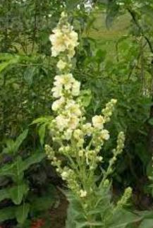 Verbascum, Hybrid Mullein, Ornamental Mullein Snow Maiden