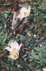 Papaver Species, Dwarf Pink Poppy, Pale Poppy, Portage Poppy
