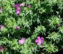 Geranium, Bloody Cranesbill, Hardy Geranium 'Shepherd's Warning'