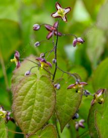 Alpine Barrenwort