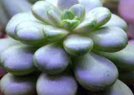 Graptopetalum Species, Jewel Leaf Plant, Lavender Pebbles
