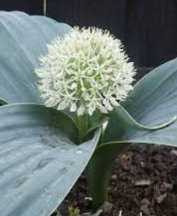 Allium, Ornamental Onion, Turkestan Onion Ivory Queen