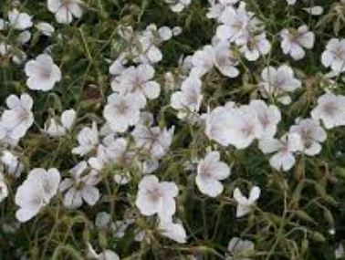 Geranium, Cranesbill, Hardy Geranium Kashmir White