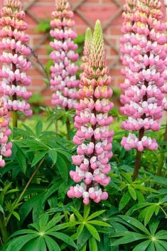 Lupinus, Lupin, Lupine The Chatelaine