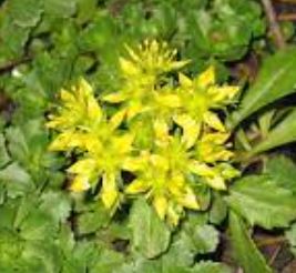Phedimus, Creeping Sedum Czars Gold