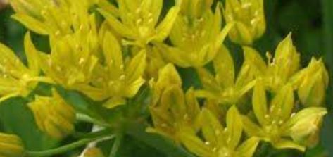 Allium, Golden Ornamental Onion, Lily Leek Jeannine