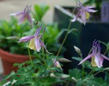 Aquilegia, Columbine Calimero