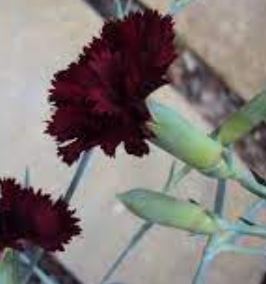 Dianthus, Hardy Carnation King of the Blacks