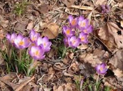 Early Crocus, Tommasinis Crocus, Snow Crocus, Tommies Barrs Purple