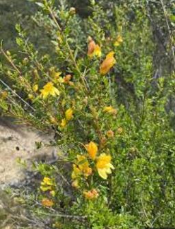 Keckiella Species, Chaparral Beardtongue, Yellow Bush Snapdragon, Yellow Penstemon