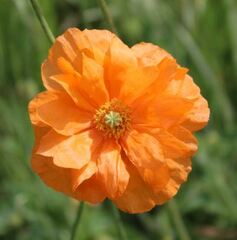 Papaver, Atlantic Poppy, Double Atlas Poppy, Moroccan Poppy, Spanish Poppy 'Flore Pleno'