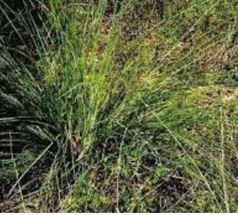 Nolina Species, Bear Grass, Beargrass, Chaparral Nolina