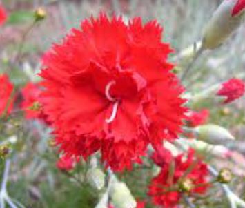 Dianthus, Hardy Carnation Grenadin Red