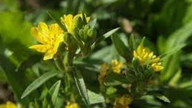 Oenothera Species, Evening Primrose, Small Sundrops