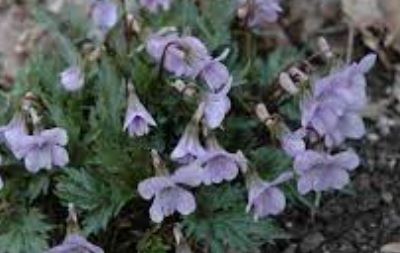 Viola, Fanleaf Violet Dancing Geisha