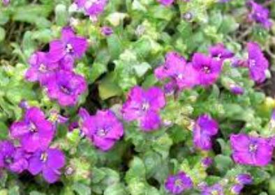 Rock Cress, Aubretia Whitewell Gem