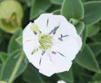 Silene Species, Bladder Campion, Sea Campion