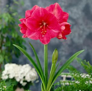 Amaryllis Bestseller