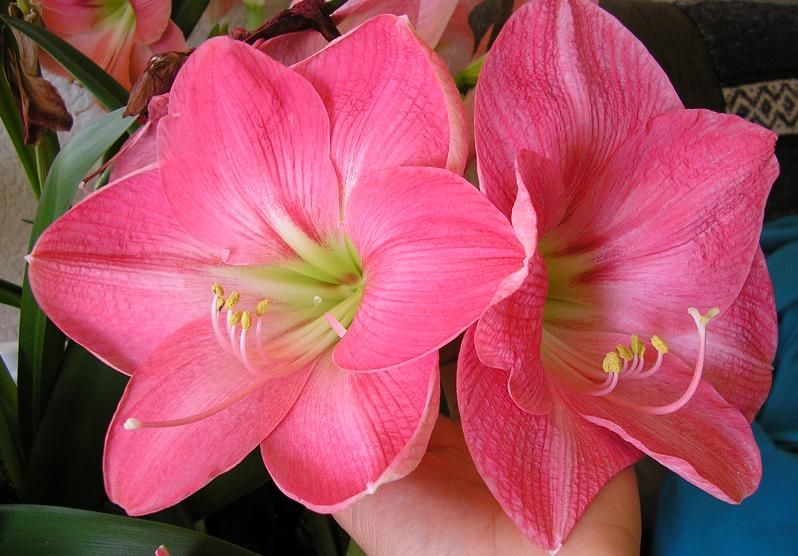 Hippeastrum, Amaryllis Pink Impression