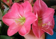 Hippeastrum, Amaryllis 'Pink Impression'