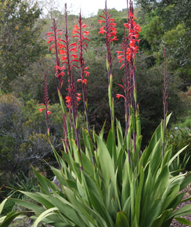 Watsonia