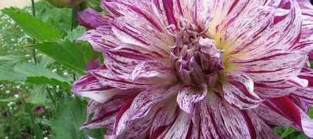 Informal Decorative Dahlia Bristol Stripe
