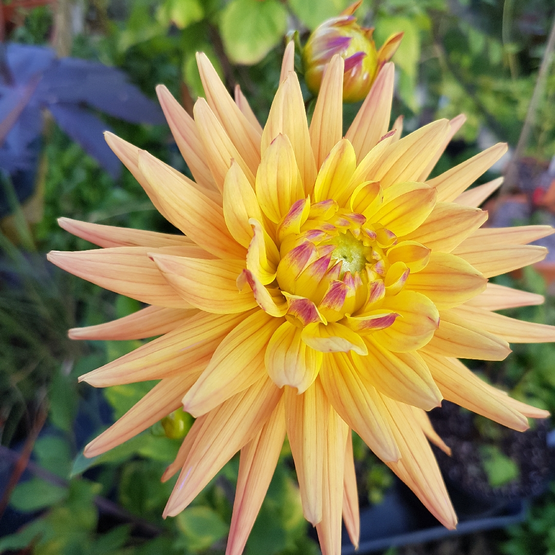 Semi-Cactus Dahlia Karma Corona