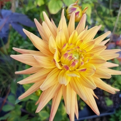 Semi-Cactus Dahlia 'Karma Corona'