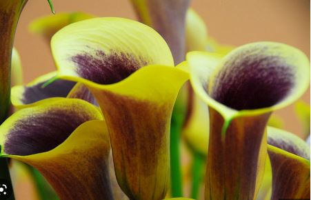 Zantedeschia, Calla Lily Captain Chelsea