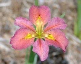 Louisiana Iris This I Love