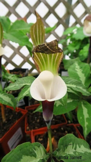 Arisaema Species, Jack-in-the-Pulpit, Japanese Cobra Lily