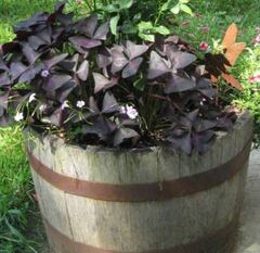 Oxalis Hybrid, Shamrock, Wood Sorrel 'Charmed Velvet'